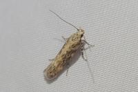 Scrobipalpa ocellatella