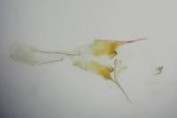 Scrobipalpa ocellatella