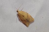 Clepsis consimilana
