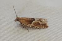 Ancylis comptana