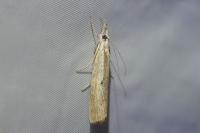 Agriphila inquinatella