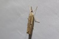 Agriphila geniculea