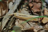 Ancylolomia tentaculella