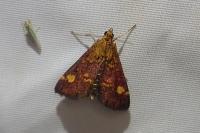 Pyrausta aurata