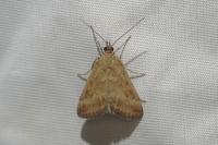 Pyrausta despicata