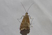 Loxostege sticticalis