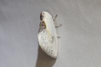 Cilix glaucata