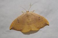 Watsonalla binaria/uncinula