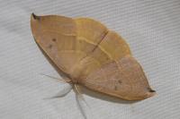 Watsonalla uncinula