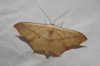 Scopula imitaria