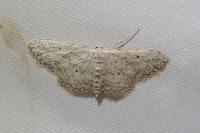 Idaea seriata