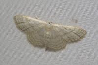 Idaea subsericeata