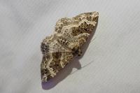 Epirrhoe alternata