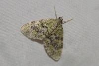Acasis viretata