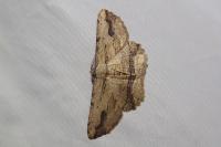 Menophra abruptaria