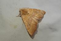 Atethmia centrago