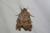 Amphipyra pyramidea