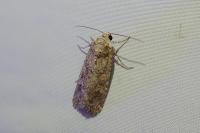Spodoptera exigua