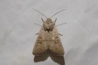 Hoplodrina ambigua