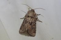 Luperina testacea