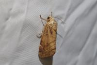 Cosmia affinis