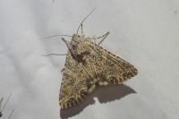Anarta trifolii