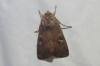 Xestia xanthographa