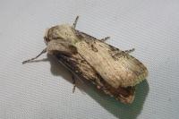Agrotis puta