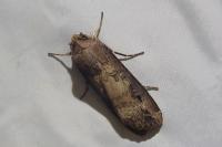 Agrotis ipsilon