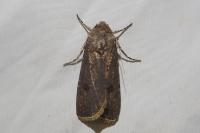 Agrotis segetum