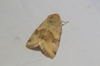Heliothis viriplaca