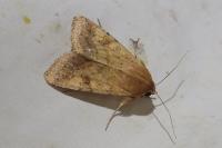Helicoverpa armigera