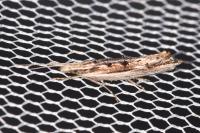Ypsolopha scabrella