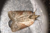 Nycteola revayana