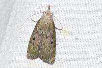 Aphomia sociella