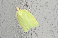 Tortrix viridana