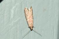 Ephestia