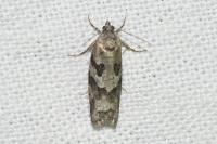 Cnephasia