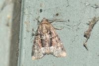 Oligia
