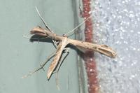 Emmelina argoteles/monodactyla