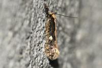 Monopis crocicapitella
