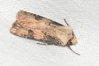 Agrotis puta
