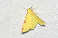 Opisthograptis luteolata