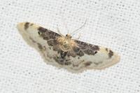 Idaea filicata