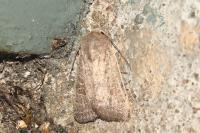 Hoplodrina ambigua
