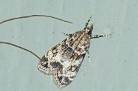 Eudonia mercurella