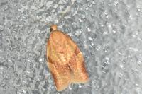 Clepsis consimilana