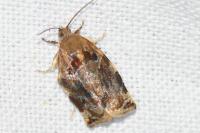Archips xylosteana