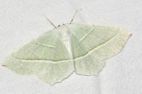 Campaea margaritaria