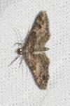 Gymnoscelis rufifasciata